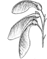 Dodd Clothing illustration