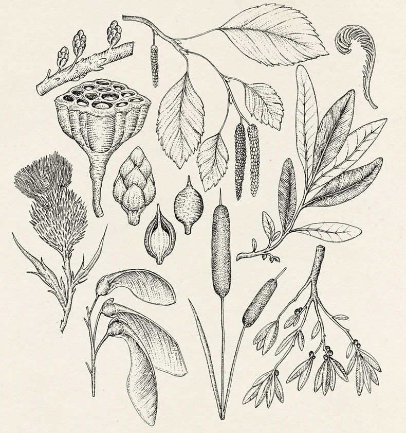 Dodd Clothing illustration by Katie Scott
