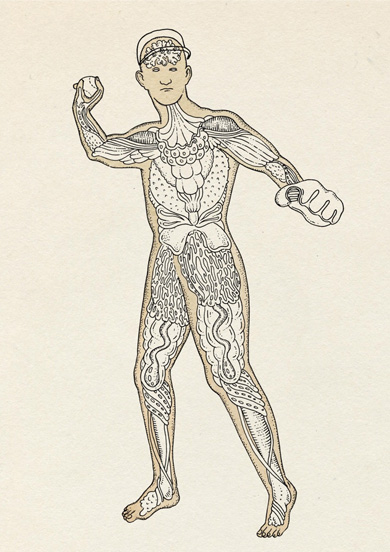 New York Times anatomical illustration by Katie Scott