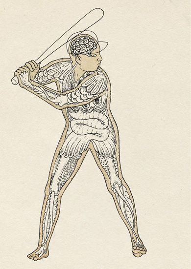 New York Times illustration anatomy by Katie Scott