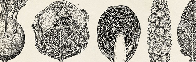Cabbage Pattern by Katie Scott