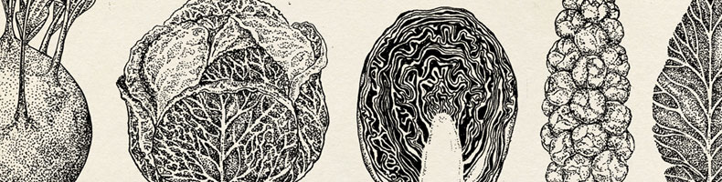 Cabbage Pattern by Katie Scott