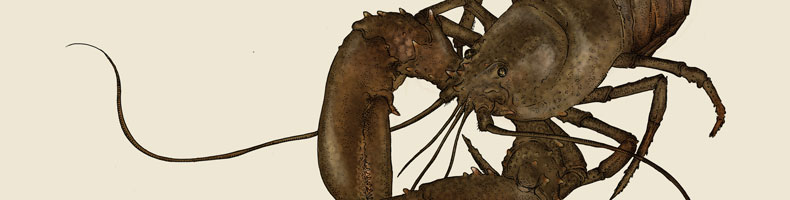 Lobster illustration for Phaidon
