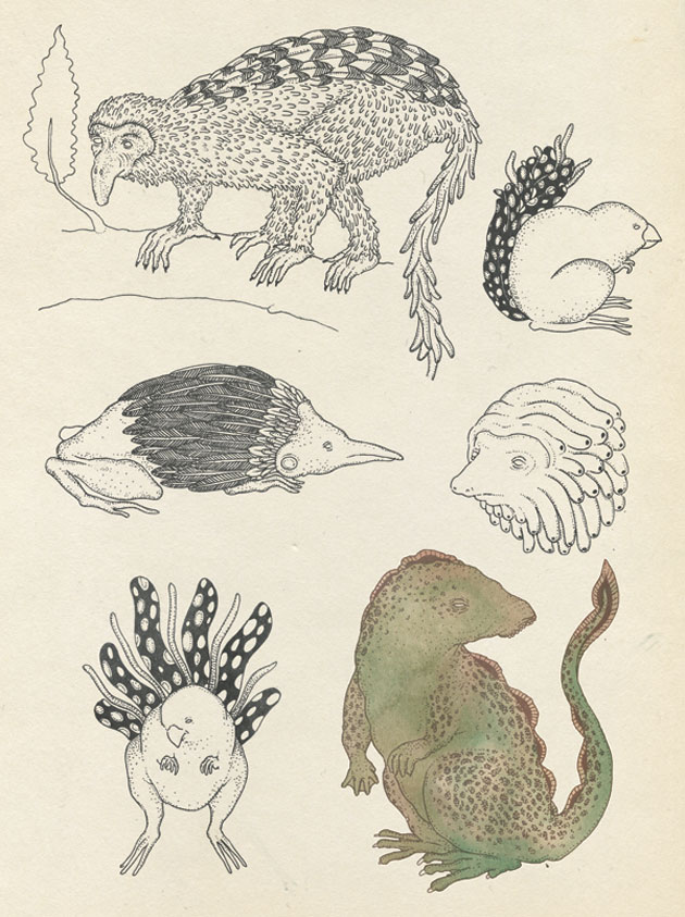 Animals illustration by Katie Scott