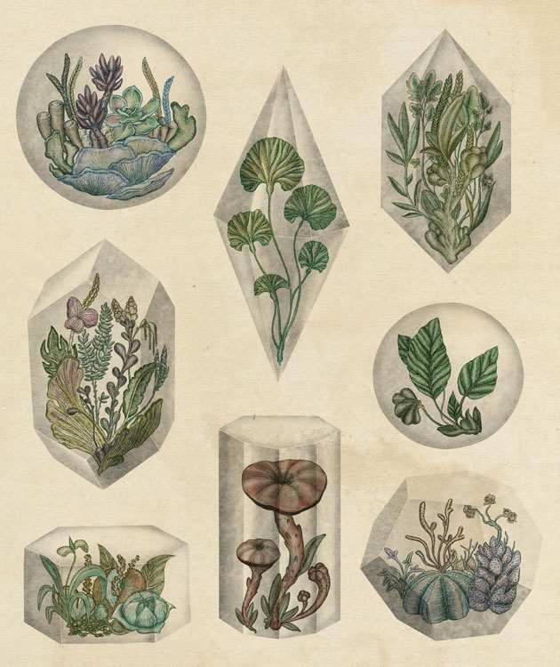 Floating Terrariums botanical illustration by Katie Scott