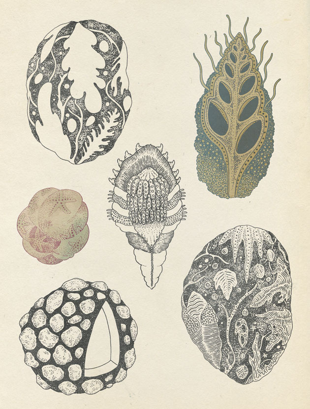 Fossils scientific illustration by Katie Scott, Jules Verne
