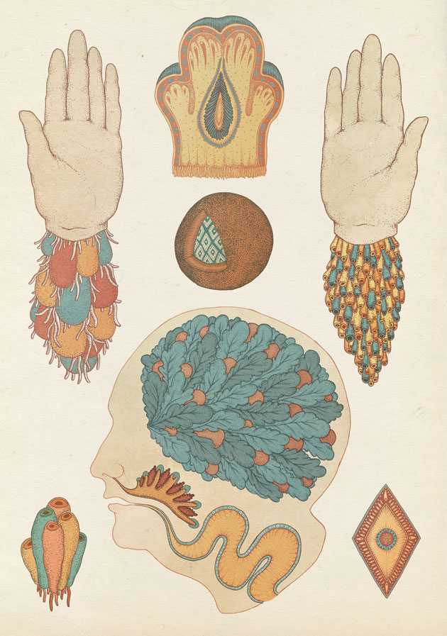Mind fantasy biology by Katie Scott – Fantastical biology