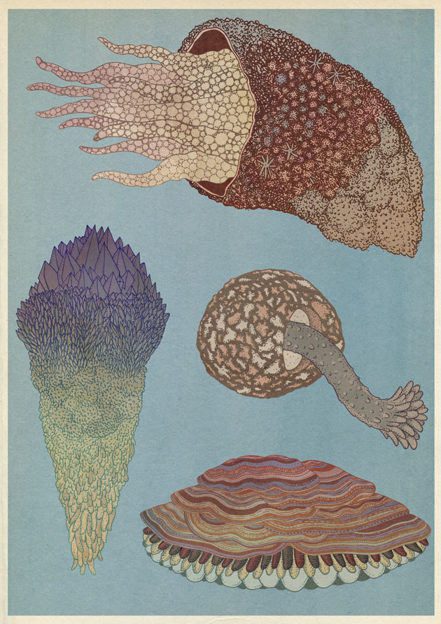 Rocks scientific illustration by Katie Scott