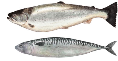 Fish – Recipes of the Sea, anatomical illustration by Katie Scott