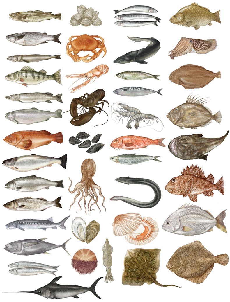 Fish animal illustrations by Katie Scott
