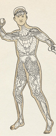 New York Times fantasy biology illustration by Katie Scott