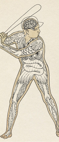 New York Times baseball fantastical biological illustration by Katie Scott
