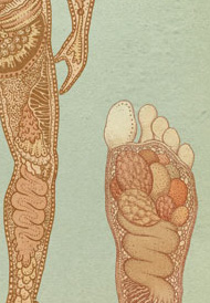 Body by Katie Scott, fantastical biology illustration