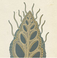 Fossils - Scientific illustration by Katie Scott
