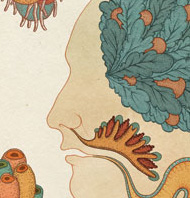Mind - Anatomy illustration by Katie Scott