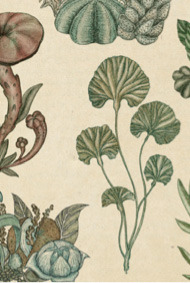 Plant Pattern by Katie Scott – Botanical illustration