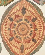 Seed by Katie Scott, fantasy botanical illustration
