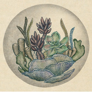 Floating Terrariums – Botanical illustration by Katie Scott