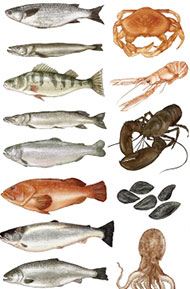 Fish Illustration by Katie Scott